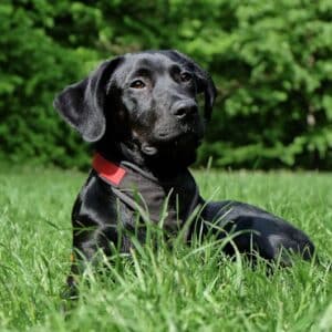 dog-black-labrador-black-dog-162149-162149.jpg