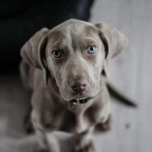 weimaraner-puppy-dog-snout-97082-97082.jpg